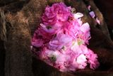 cueillette rose 0011