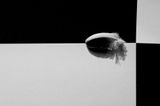 domi mini plume 02