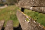 domi_0375d