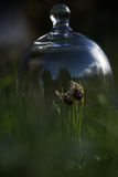 sous verre pf