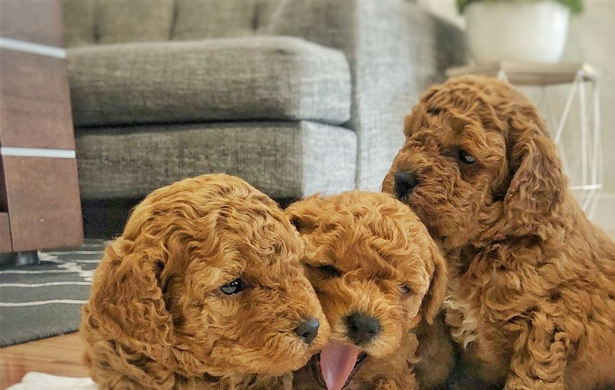 Email today cjcavapoo@outlook.com