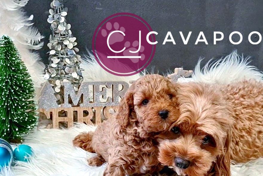 Merry Christmas 🎄 🐾 Un fericit 2022 🐾