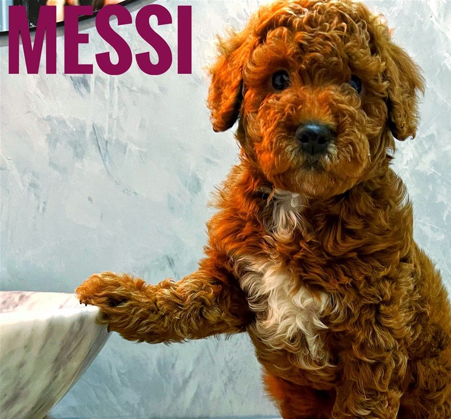 Our gorgeous Pedigree Toy Poodle Male Messi