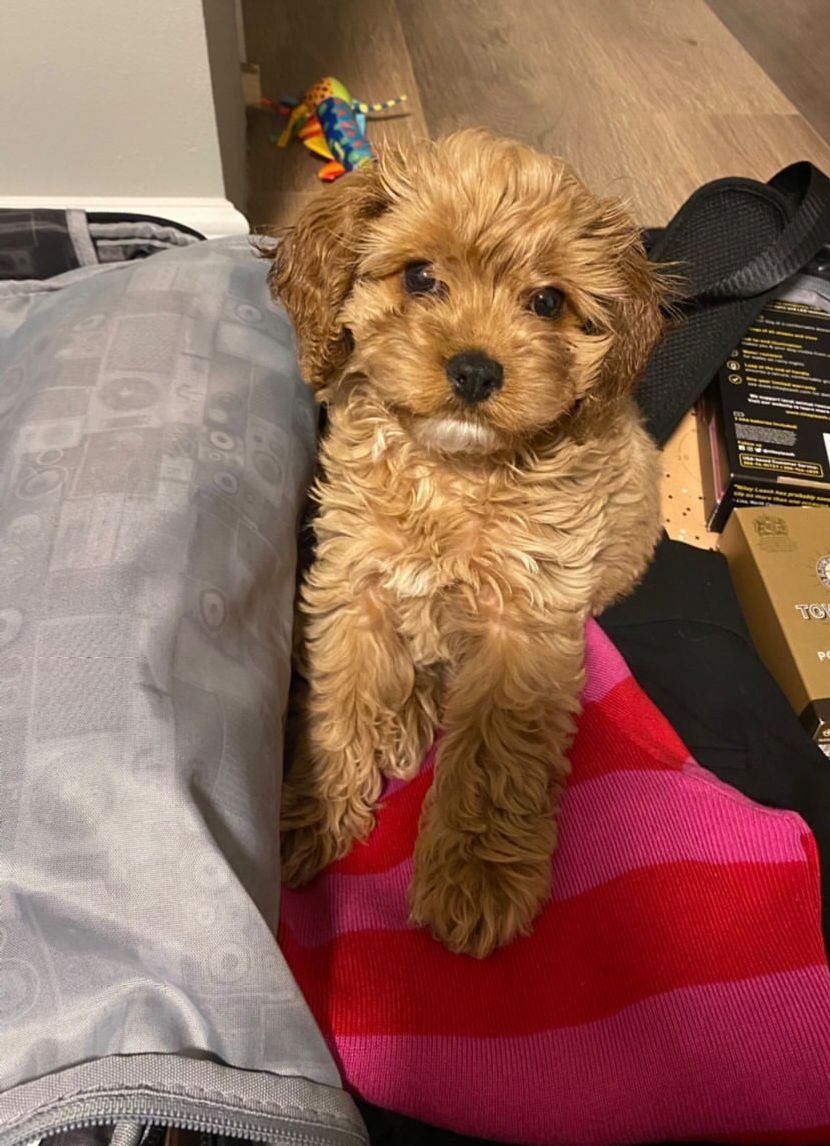 Caramella at 9 weeks