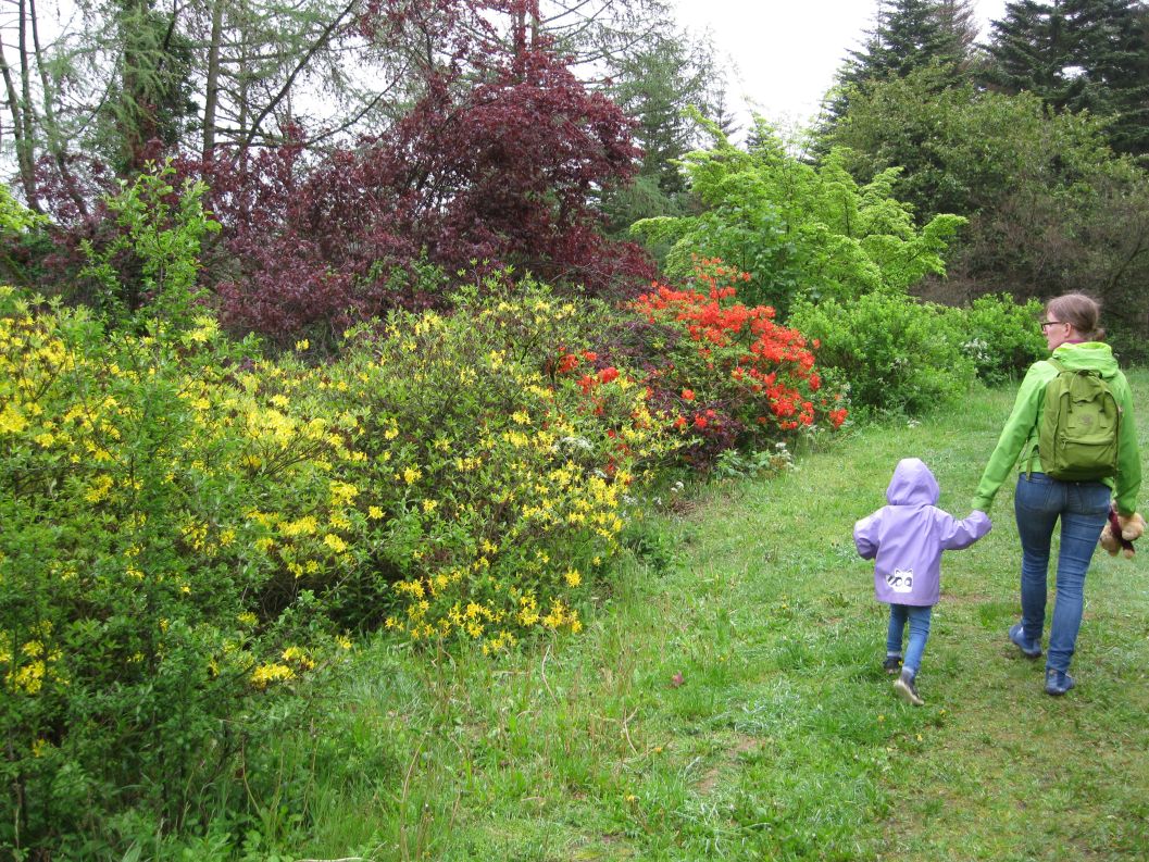 Im Mai vor allem schön blühende Rhododendrensträucher