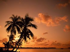 palmbomen
