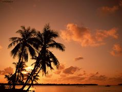 palmbomen