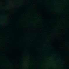 Les personnages magiques de la forêt