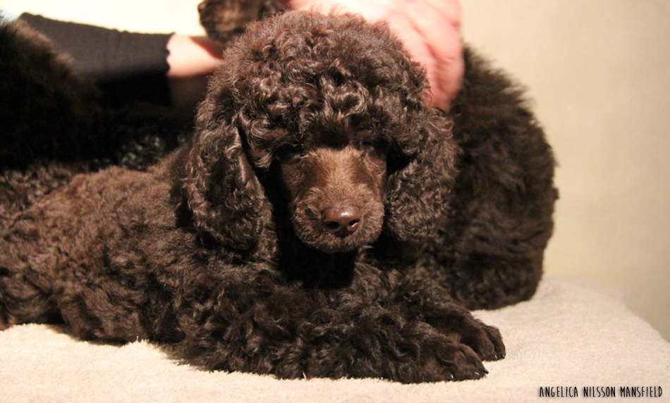 En av hanarna