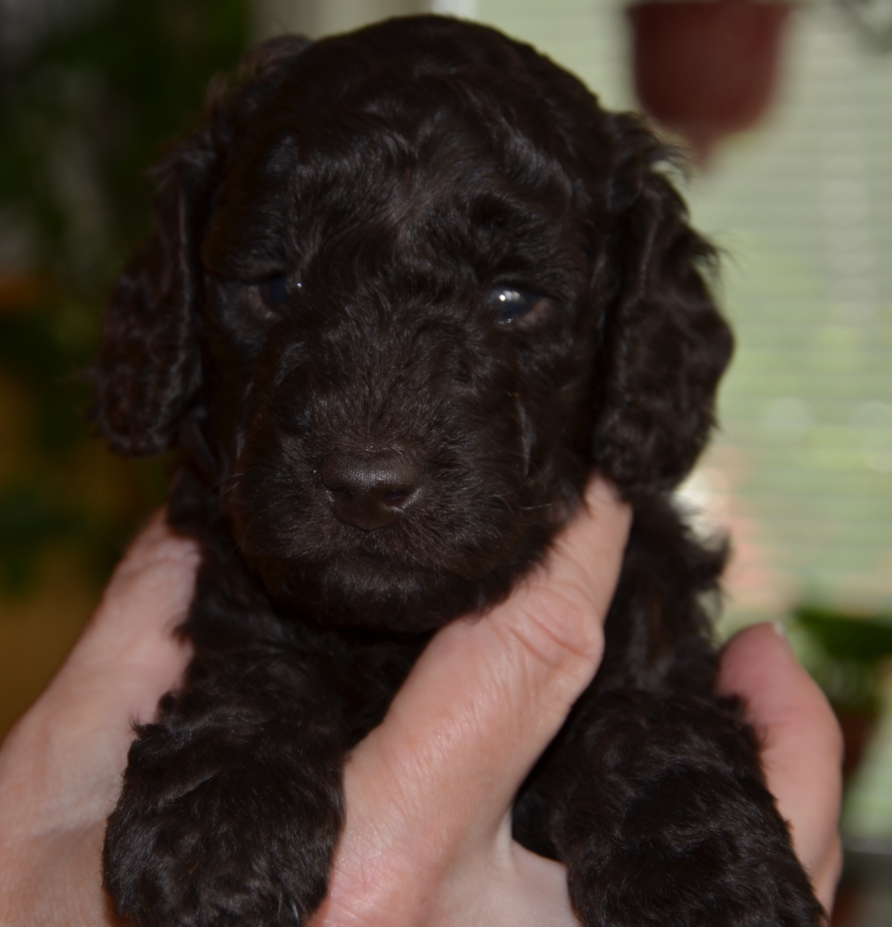 Bruna tiken 4 veckor