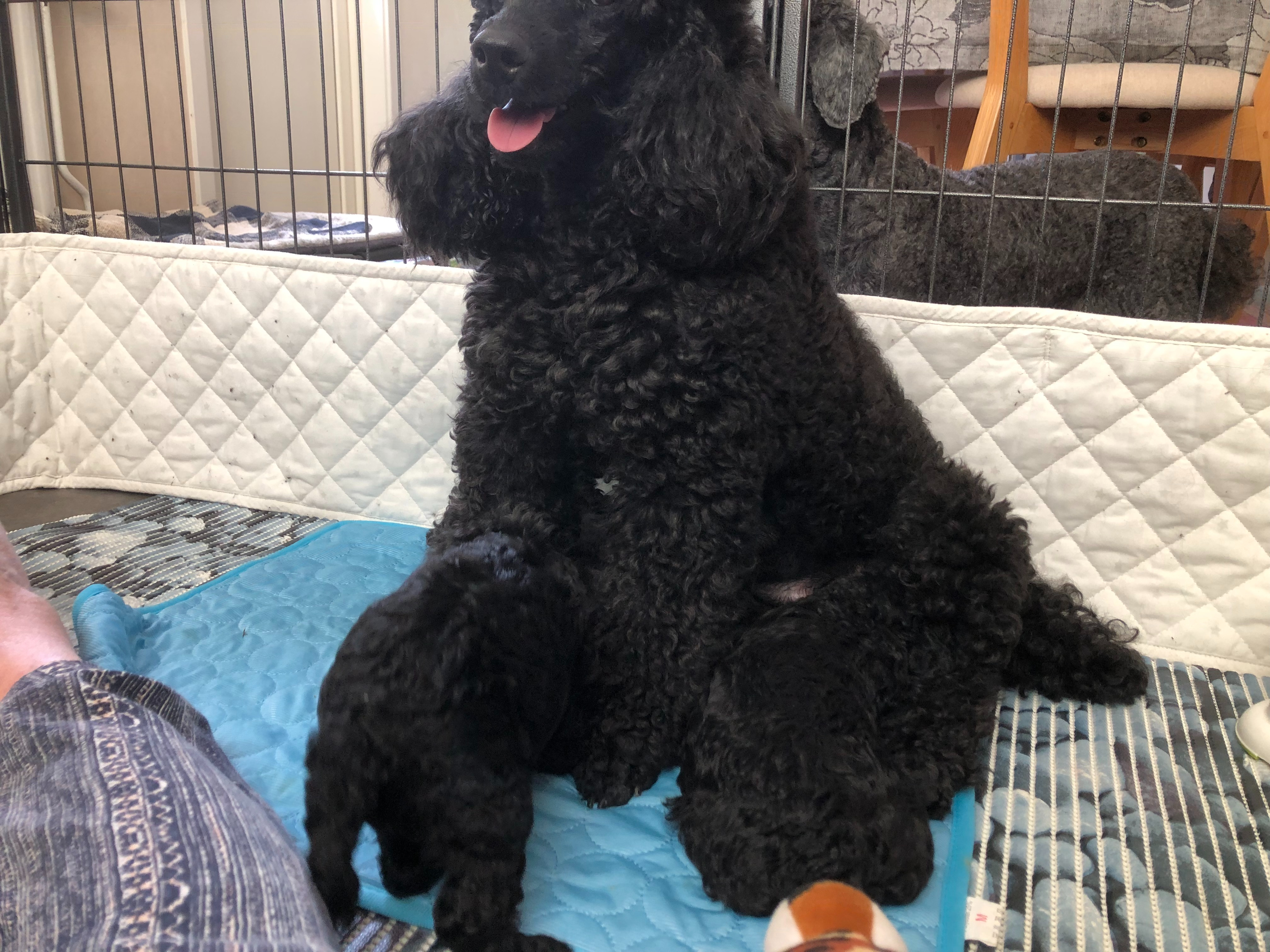 Saga med sina valpar