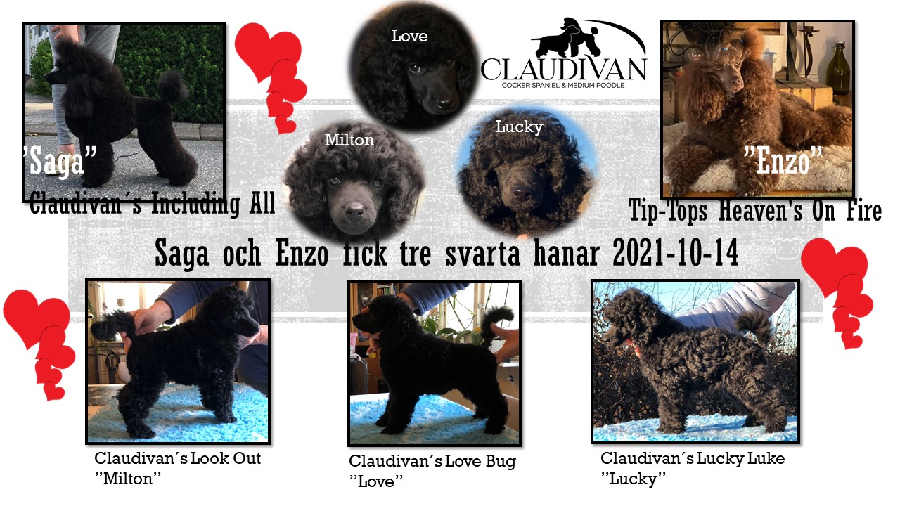 Saga och Enzos valpar