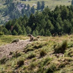 Marmotte