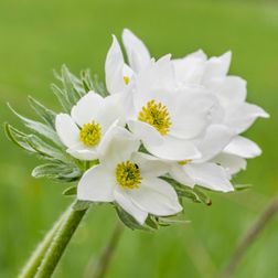 anémone à fleuilles de narcisse