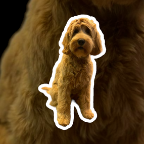 Marcel
