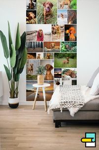 collage-behang-foto-behang-vizsla-honden
