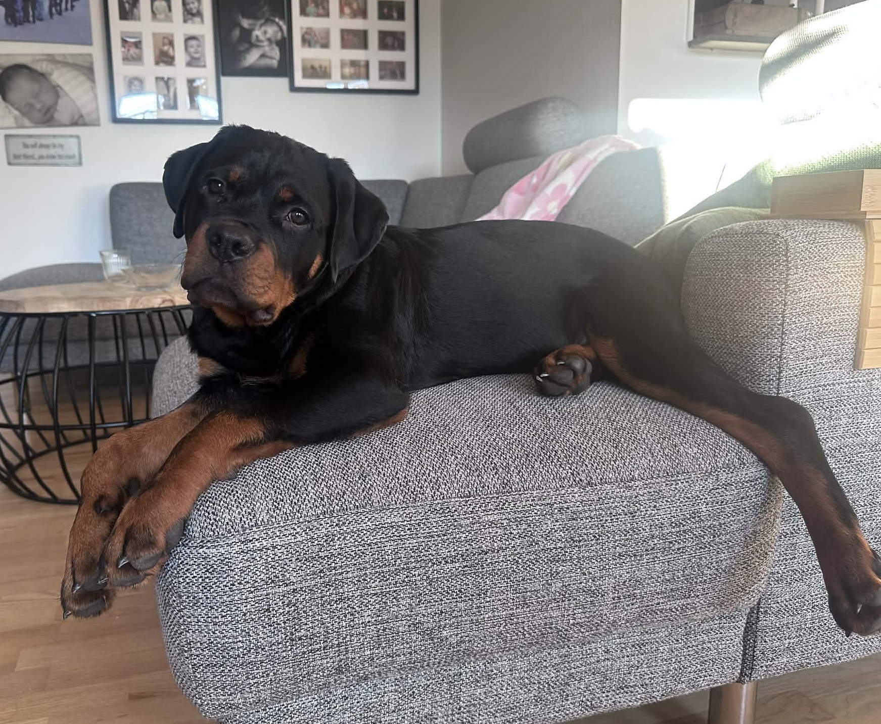 Nighty som sofahund