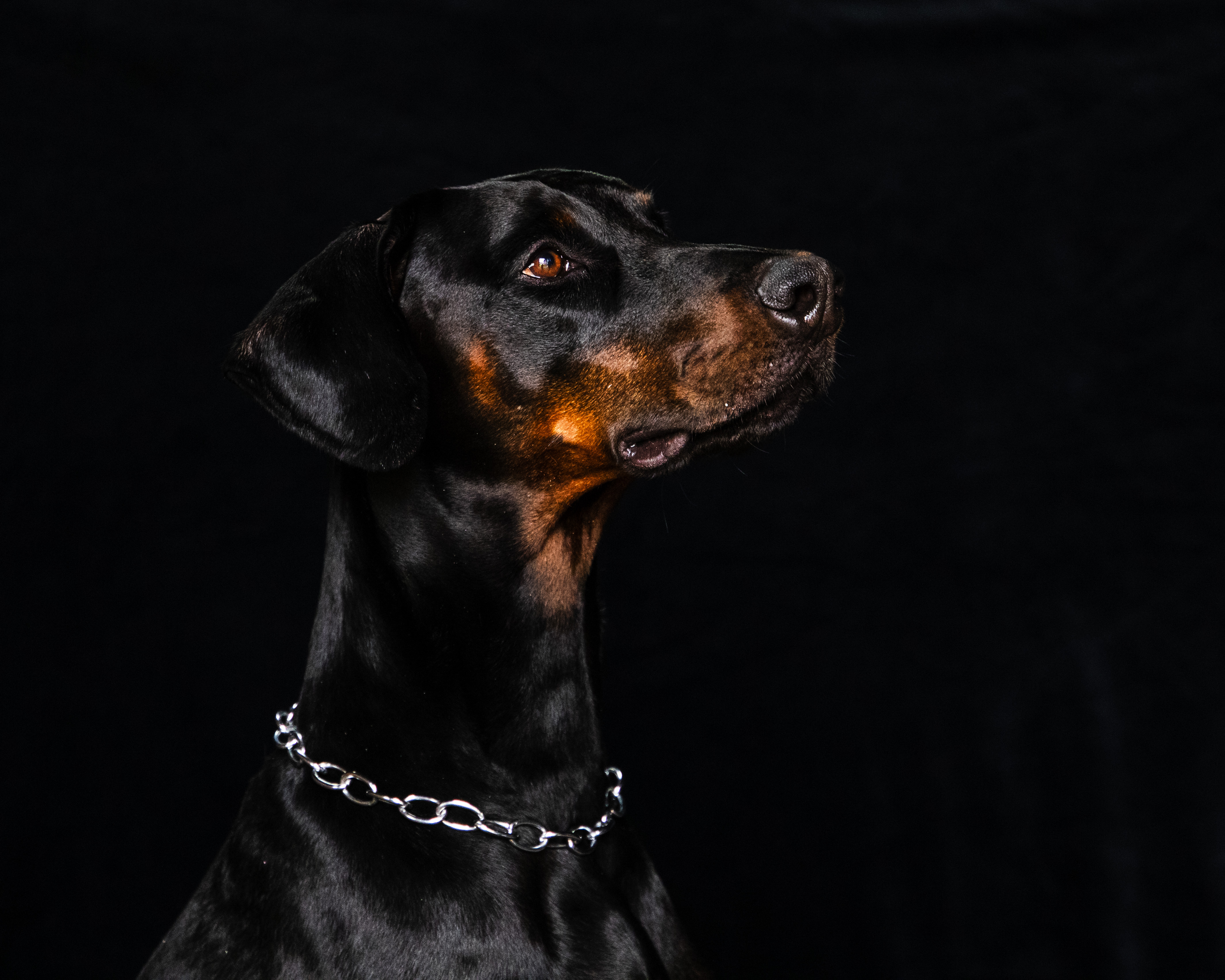Hundfotografering i studio, fotograf Lisa Persdotter