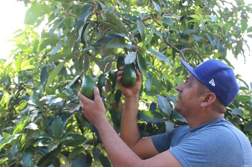 Jimmy with his giant avocados grown in just 2 years
