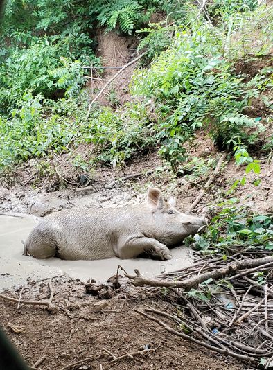 This pig made a racket during the inauguration, splashing the leader of the CAPS with mud. He sure enjoyed his bath though. Nothing is as happy as a pig in mud