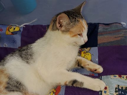 Ginger slept 4 hours straight after coming out of recovery. I watched her like a hawk