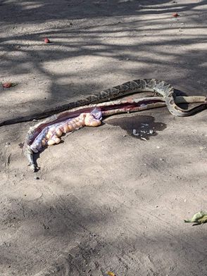 These are the two snakes that were killed. The female was full of eggs