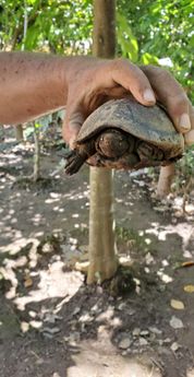Tortuga