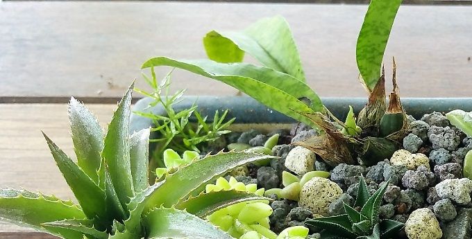 Réalisation de mini jardinière à offrir ou pour se faire plaisir.
Plus d'info, remplissez le formulaire contact