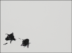 FLIES - 30x20 - Akryl
