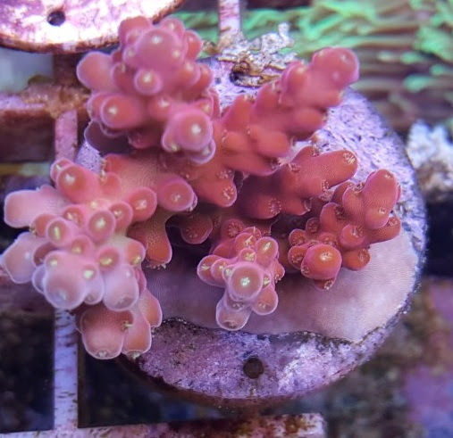 A056 Red diamond frag