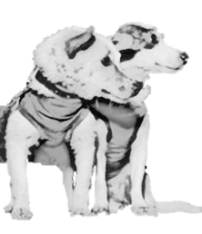 Cosmic Dogs Media