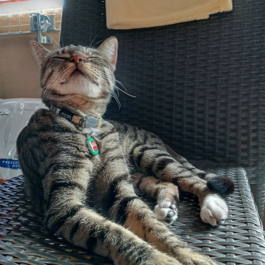 Maya