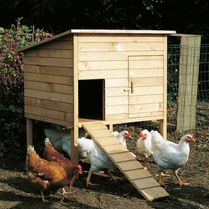 dieren -kippenhok-klein