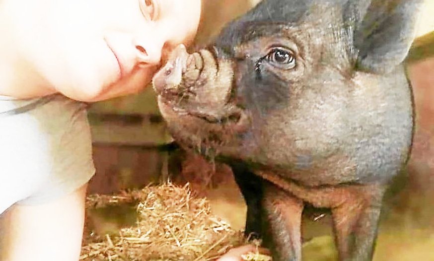 dieren cochon vietnamienb