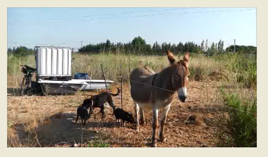 dieren varken aac