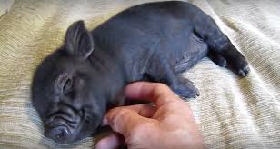 dieren varken f