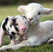 dieren varken j