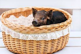 dieren varken n