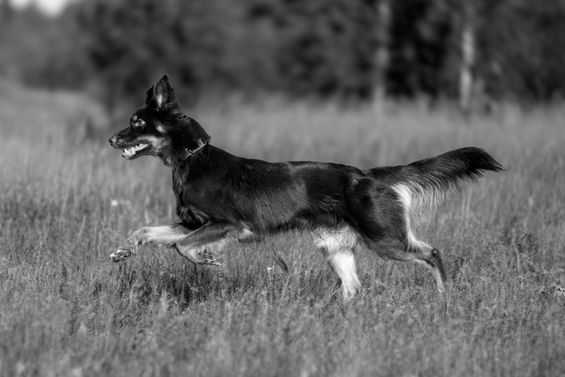 _K5C4835 Kopie 2sw