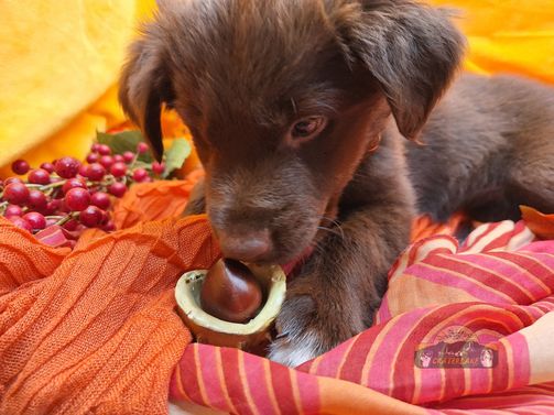 Chepi,7 Wochen-1000010943