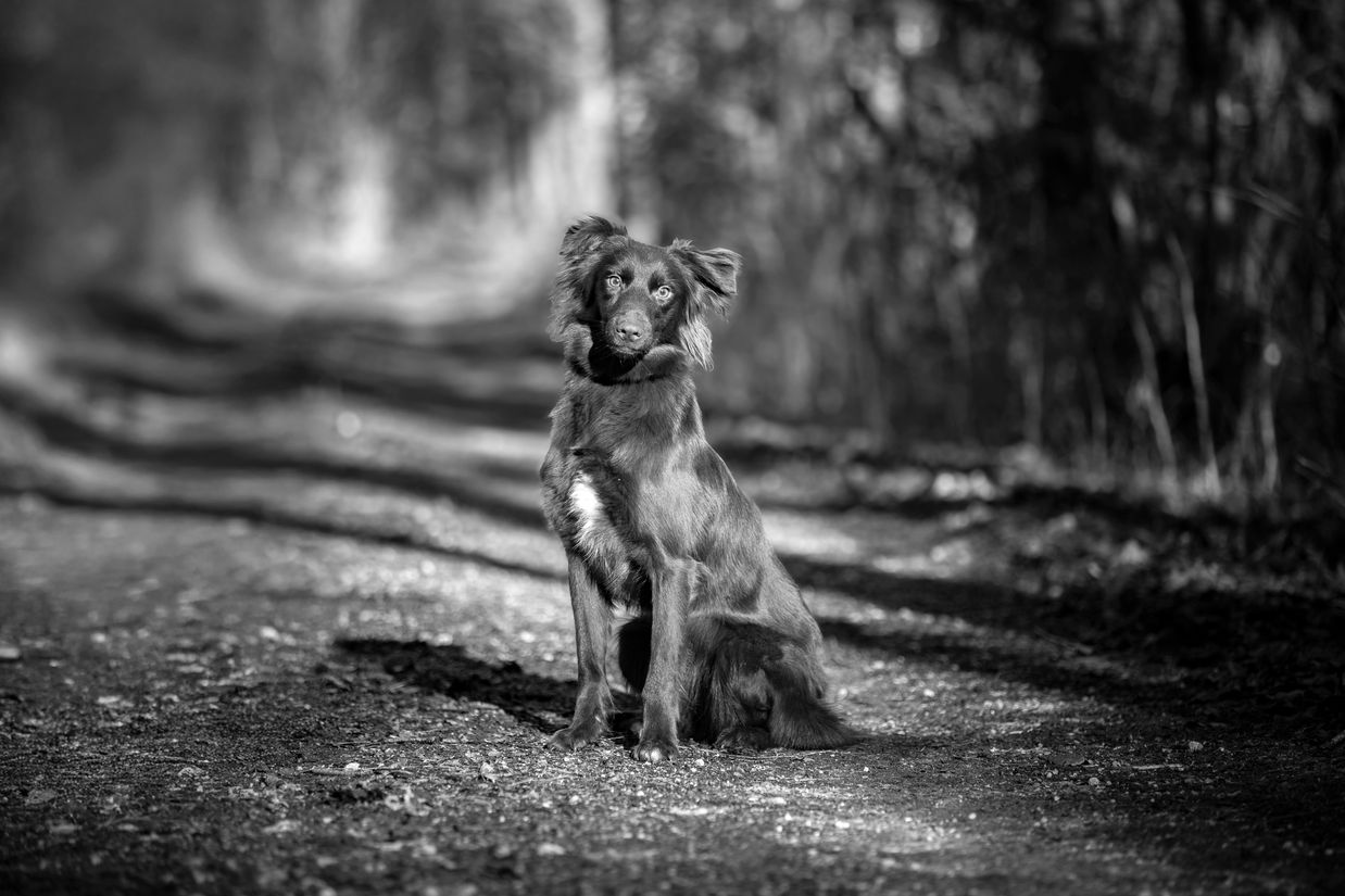 _K5C4693 Kopiesw