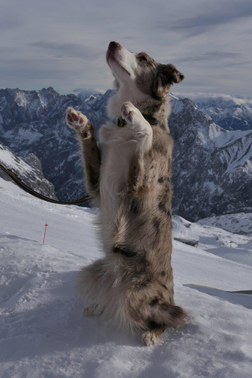 Kira im Schnee1