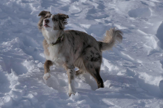 Kira im Schnee2