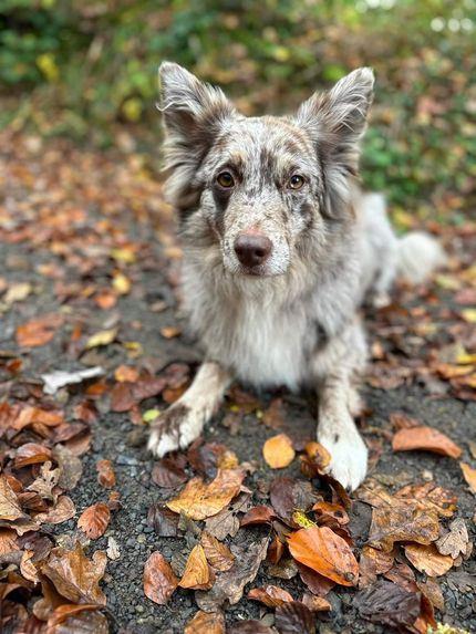Maze_1730124809684_Herbst 2024