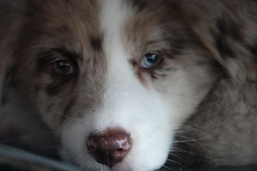 Kira.2