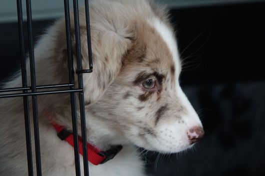 Kira1
