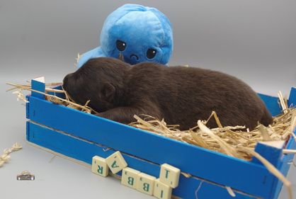 Rabbit-2 Wochen