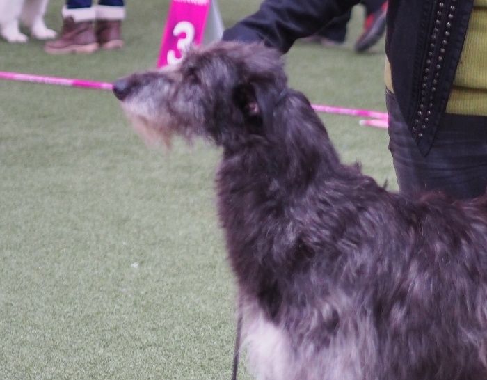 Crathlint Caoimhin Cara became Norwegian Champion. Judge Sean Delmar, Ireland.