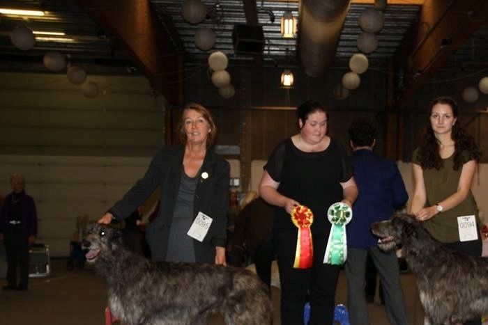 Both Crathlint Caoimhin Cara and Crathlint Cian Cedric (24 months) became Danish Champion in Års, Judge:  Maija Sylgrén, Finland. Photo copyright Inger Nikolajsen.