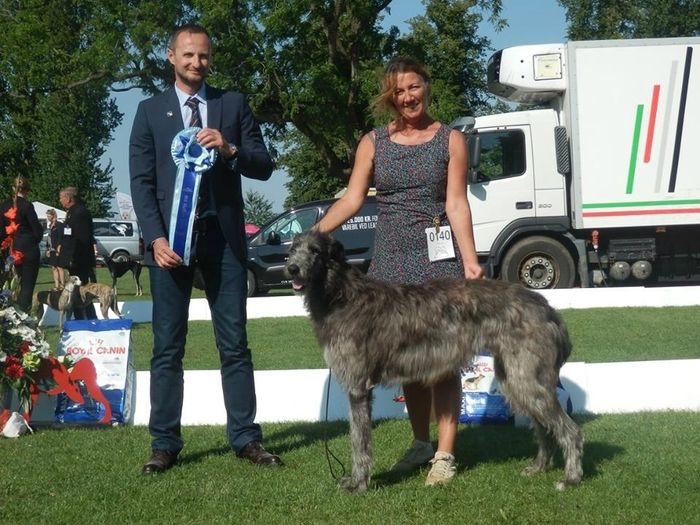 Crathlint Cian Cedric, 22 month old, Club Winner 2015, BIS2 Intermediate Class, Judge Frédéric Maison, France.